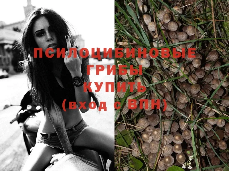 купить наркотики цена  Бутурлиновка  Галлюциногенные грибы Psilocybe 